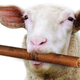 Illustration for article titled Scientists are using sheep to decontaminate TNT-tainted land